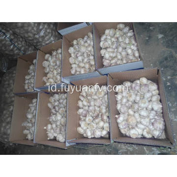 Kualitas Terbaik dari Bawang Putih Putih Segar